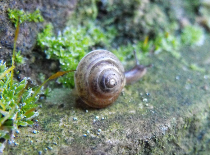 Girdled Snail1